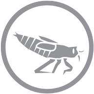 CCC Virtual Field Trip Water Mini Beasts icon, a gray grasshopper