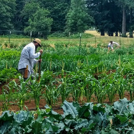 Students use gardening tools amid rows of vegetables in CCC's organic farm.